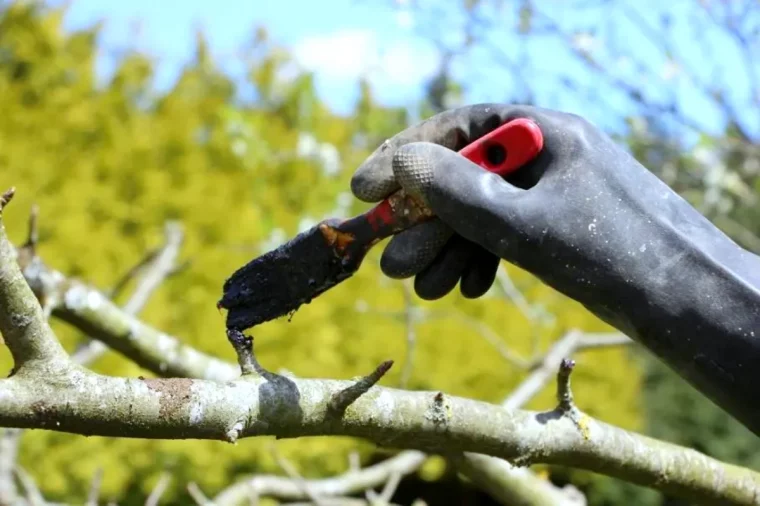 peut on tailler les arbres fruitiers en fevrier