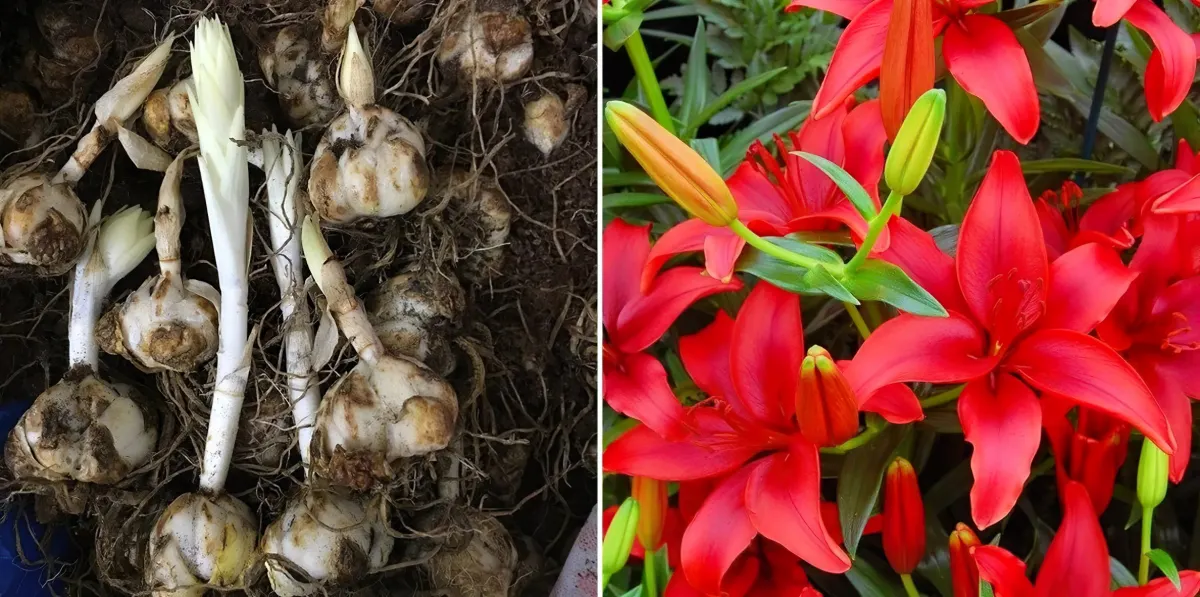 plantation bulbes lys fleurs grandes rouges feuillage vert clair bourgeons