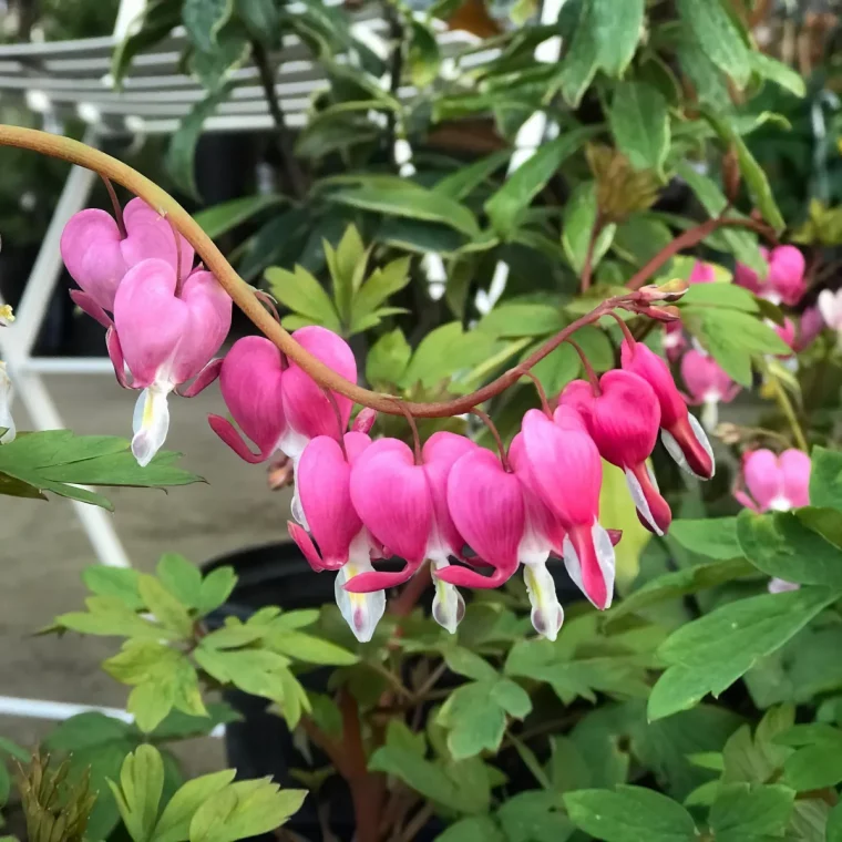 plante coeur de marie fleurs petales roses fuschia formes coeurs feuillage