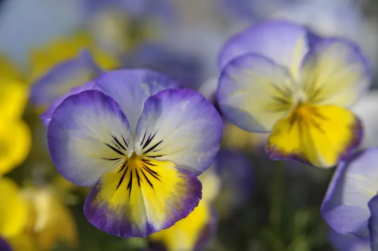 plantes a floraison quelles fleurs planter en fevrier