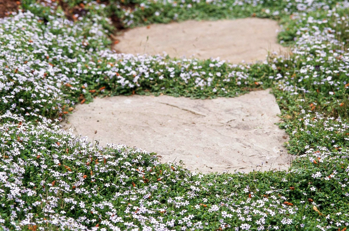 plantes couvre sol fleurs blanches entre les dalles