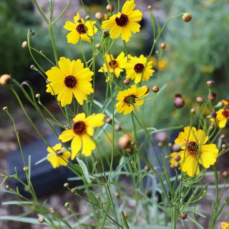 plantes jardin feuillage fine tige longue fleurs jaunes centre noir