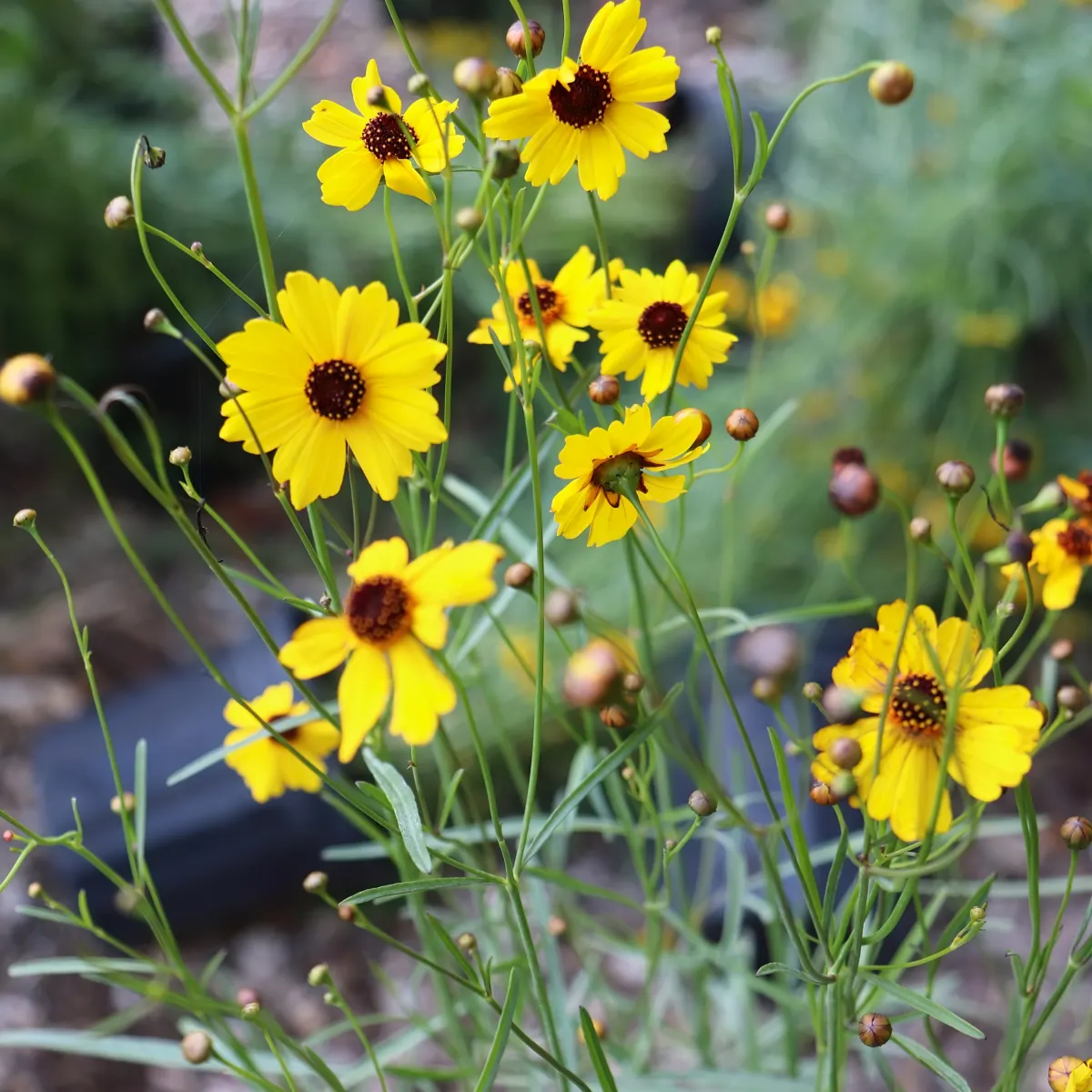 plantes jardin feuillage fine tige longue fleurs jaunes centre noir