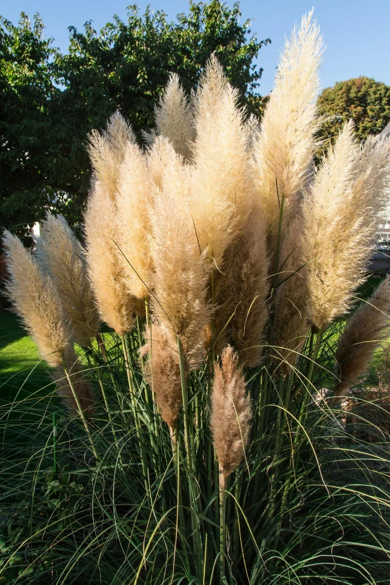 plumeaux floraux graminee ornementale pampa herbe arbre lumiere jardin