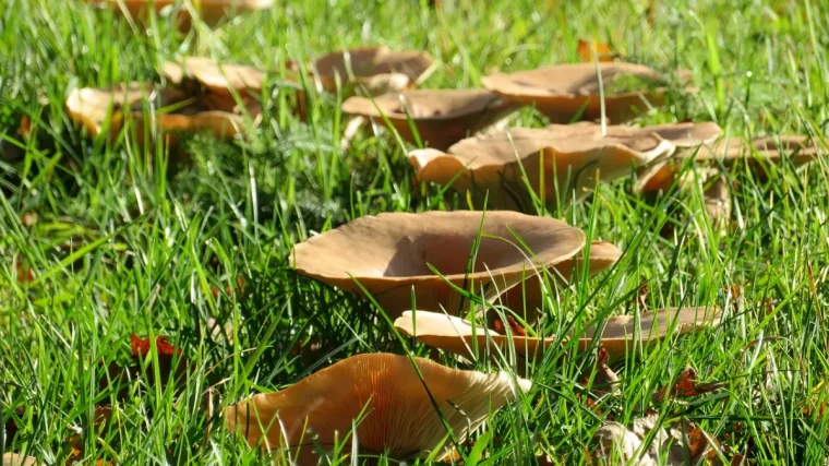 pouquoi des champignons apparaissent dans la peluse