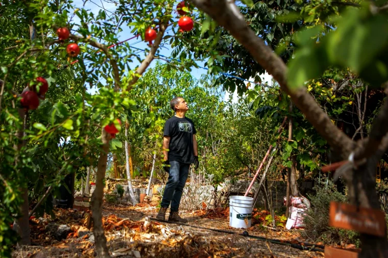 pourquoi lierre autour tronc arbres fruitier verger pommes