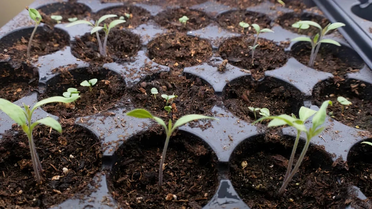 Pourquoi mes semis de tomates ne poussent pas Causes et solutions — free download