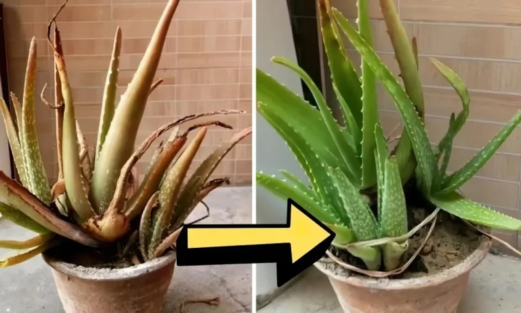 pourquoi mon aloe vera devient marron solutions