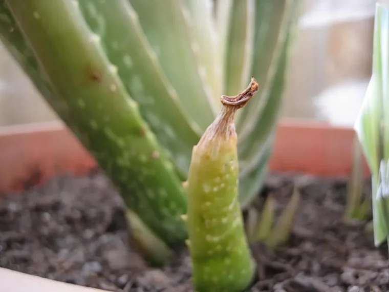 pourquou les bouts des feuilles de l aloe brunissent