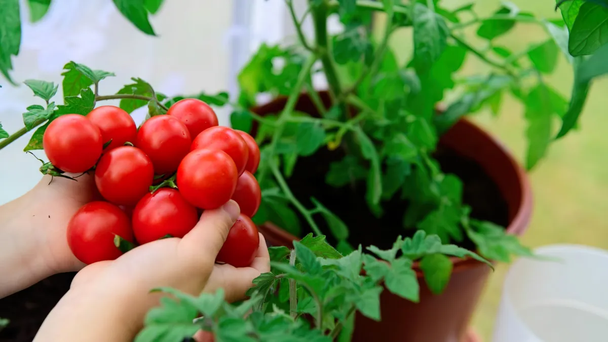 quand et comment planter les tomates cerises