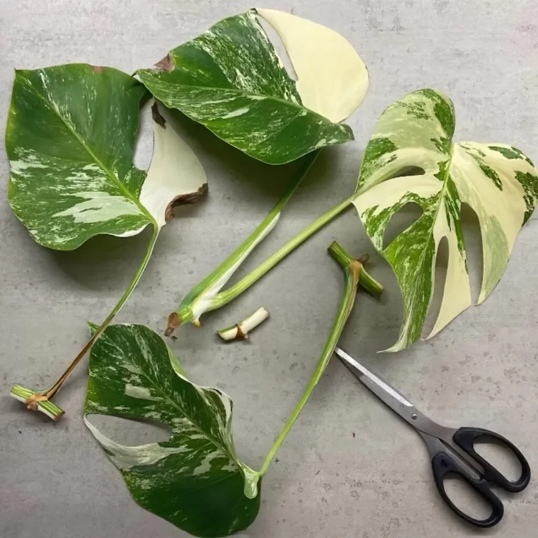 quand faire des boutures des plantes d interieur