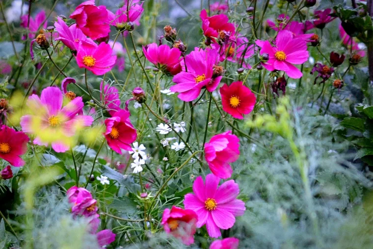 quand semer les fleurs du printemps fleurs roses