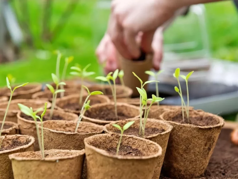 quand semer les tomates en 2024 avec la lune conseils