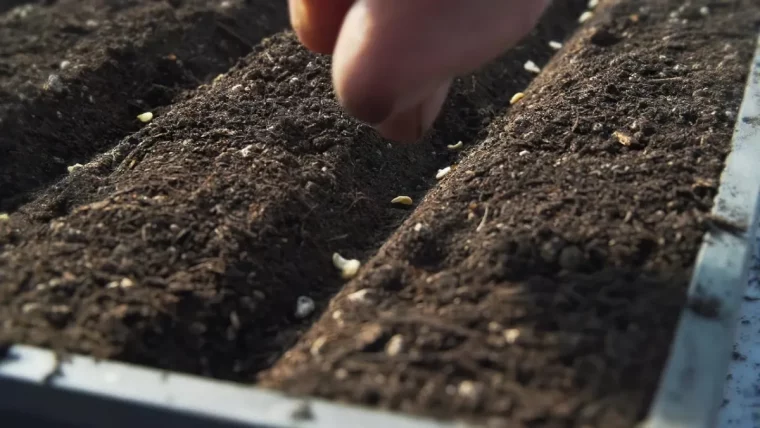 quand semer les tomates en 2024 pour reussir la culture