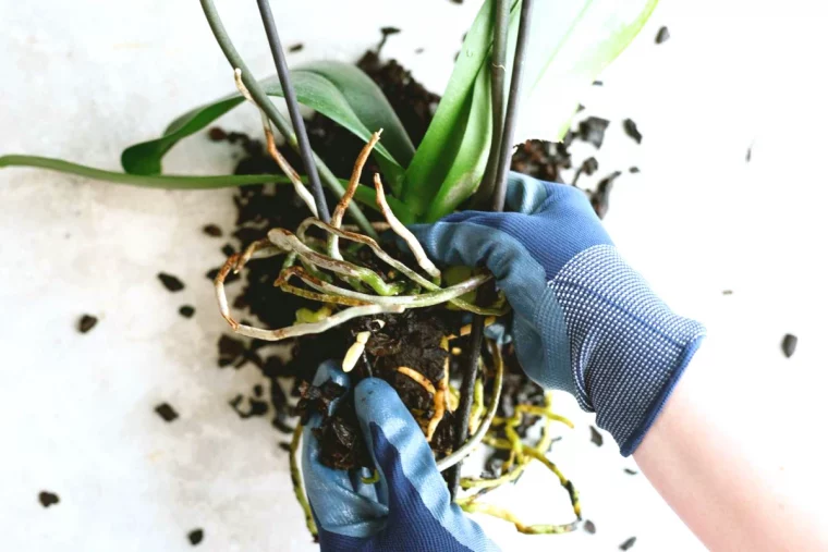 quand tailler les orchidees racines gants bleus
