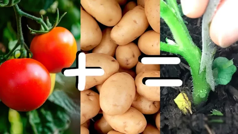 que faire avec les plants de tomates et pommes de terre