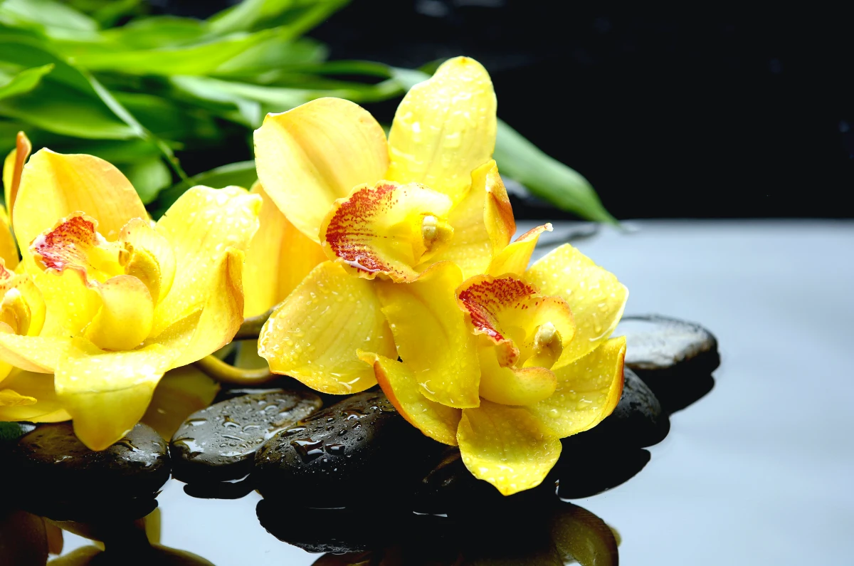 quel est le meilleur engrais pour une orchidee fleurs jaunes
