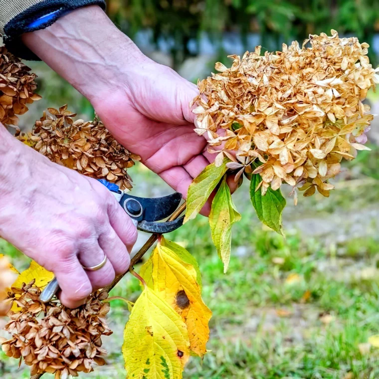 quel mois tailler les hortensias fleurs sechees secateur