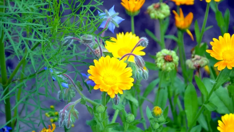 quel semis de fleurs en fevrier fleurs jaunes feuilles vertes