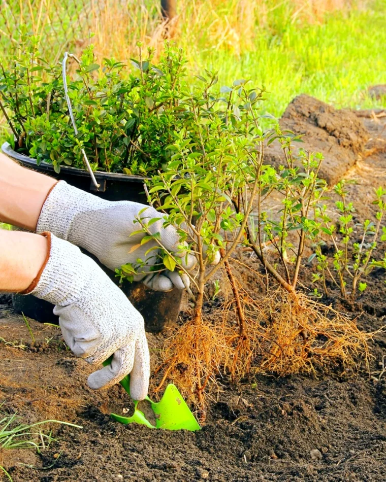 quels arbustes pour creer une haie brise vue naturelle