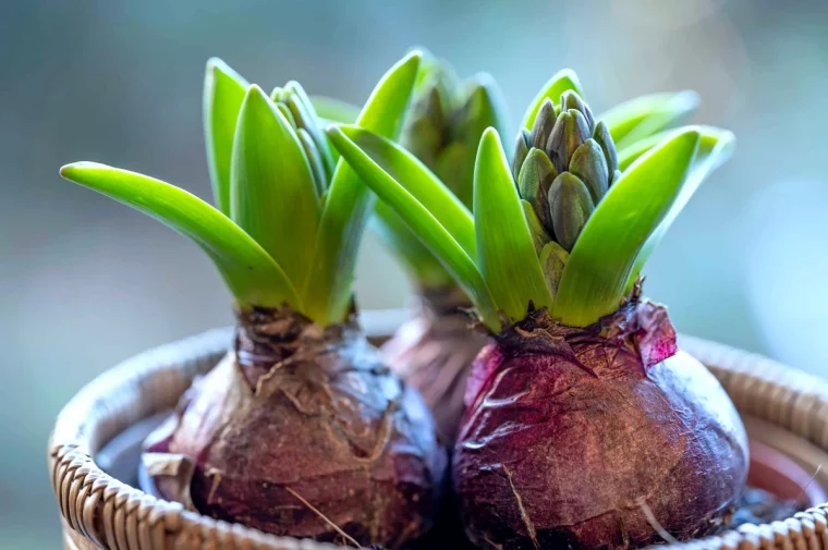 quels bulbes planter en fevrier dans un pot feuilles vertes