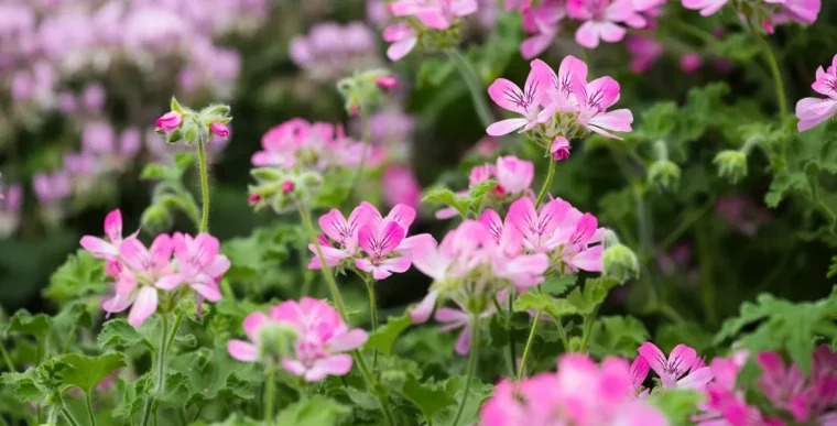 quels soins emplacement et sol pour le pelargonium