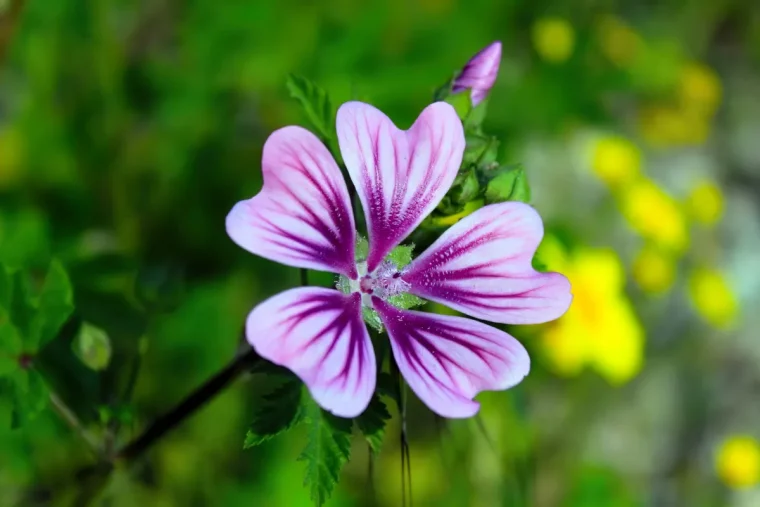 quels soins pour le geranium au printemps conseils