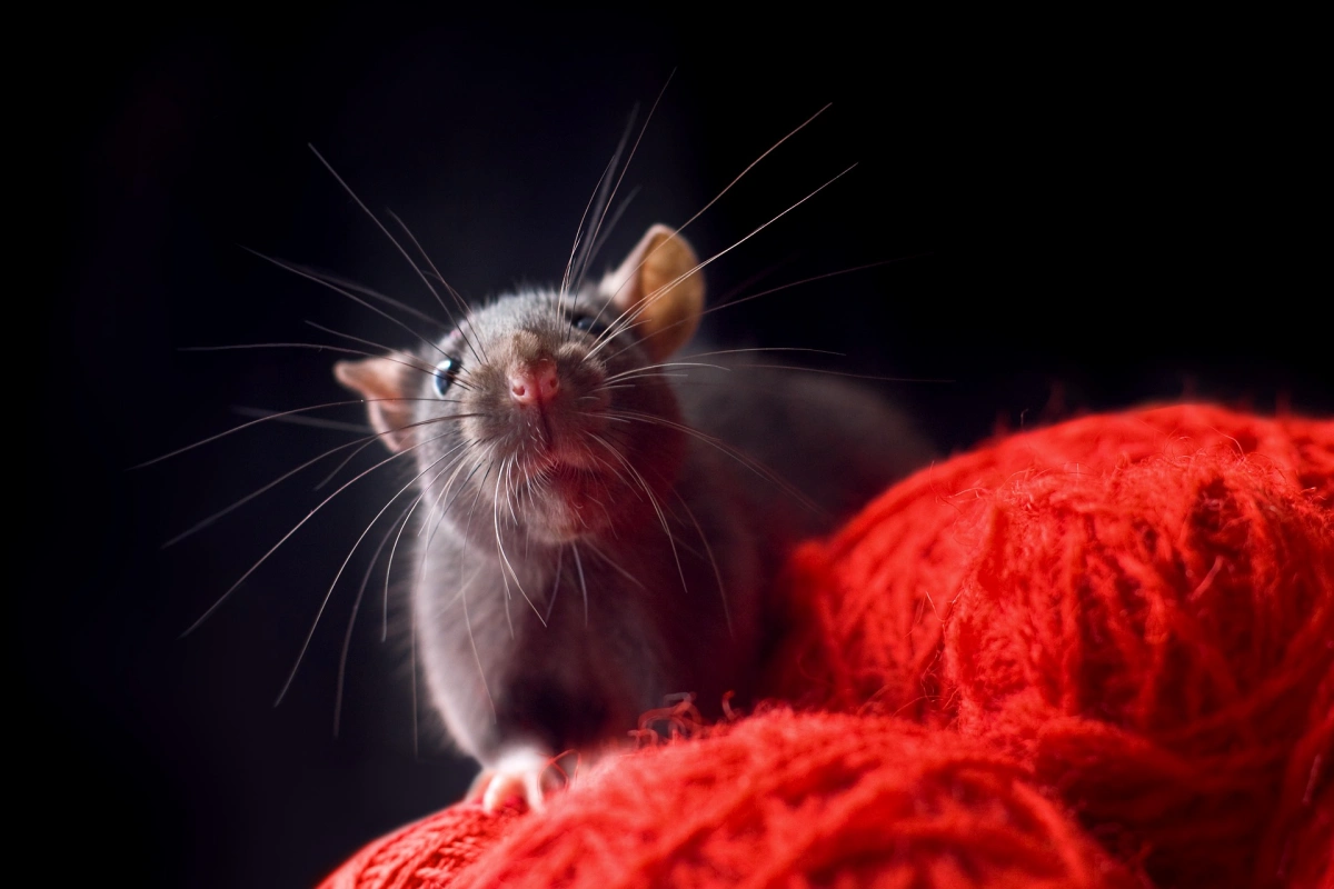rongeur laine rouge fond arriere plan noir comment detecter les rats a la maison