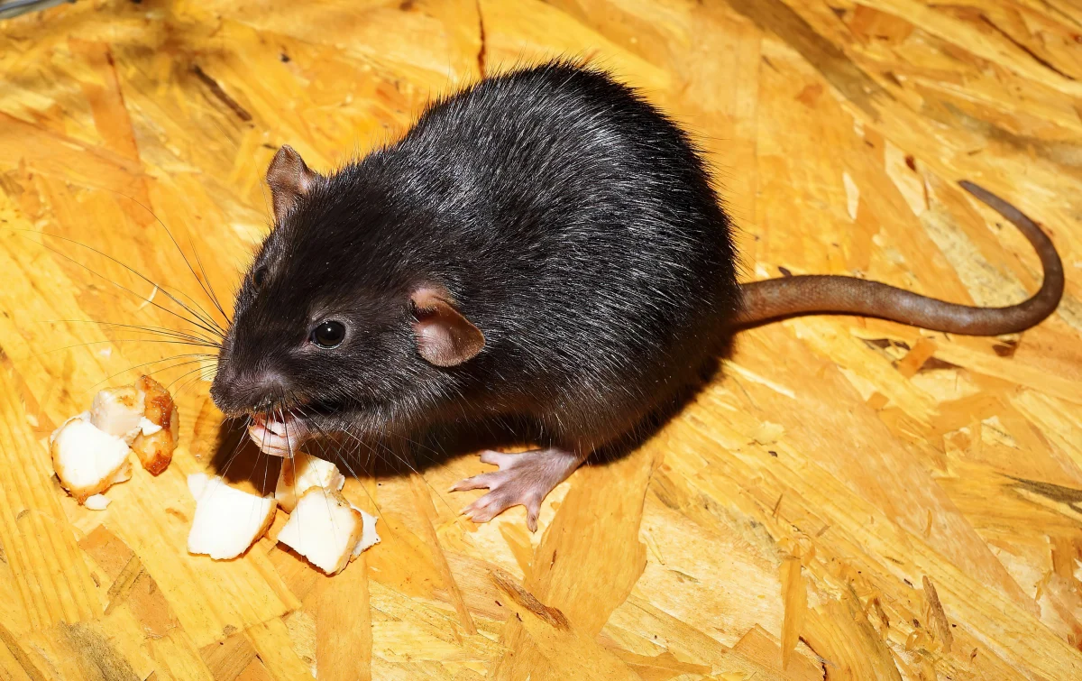 rongeur noir rat surface bois morceaux nourriture fromage