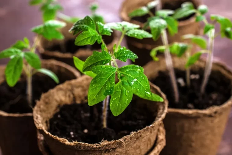 semis de tomates d hiver soins particuliers et conseils