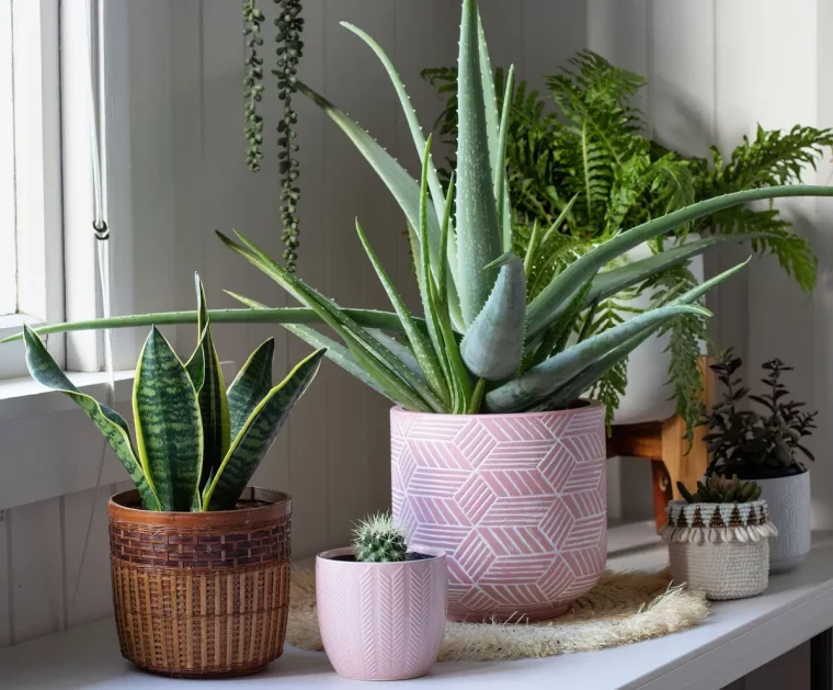 soins specifiques pour les plantes succulentes