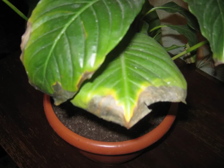 spathiphyllum a couper