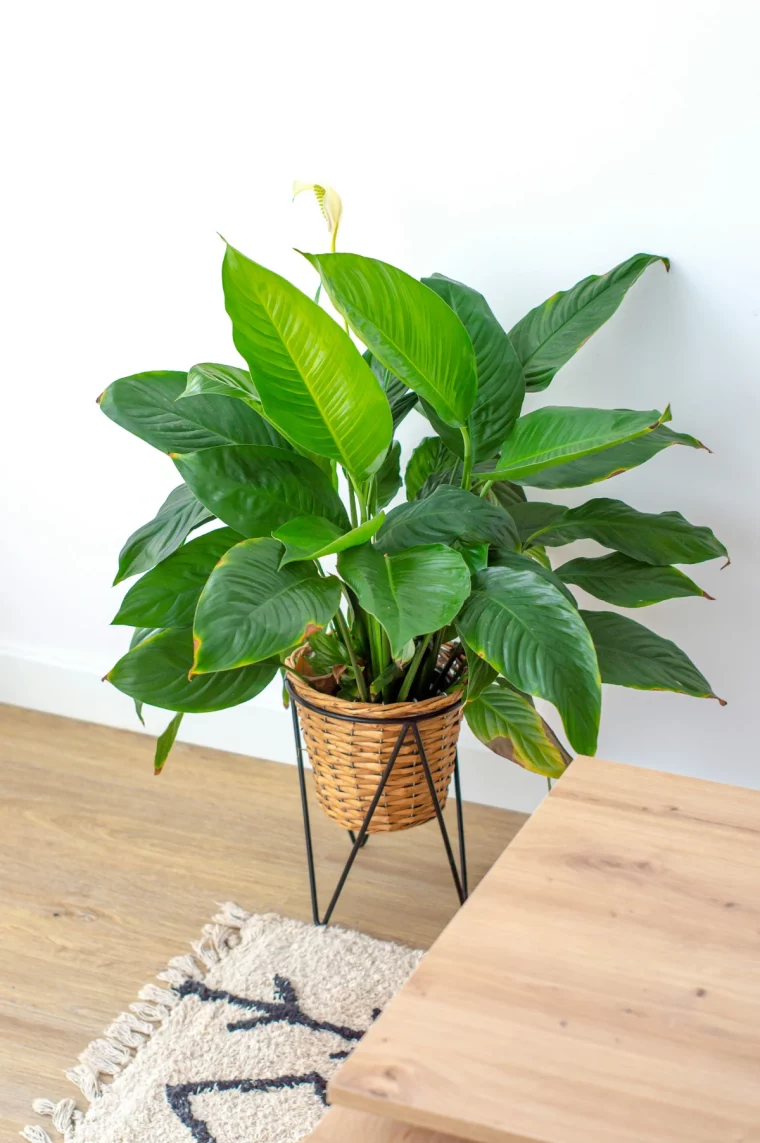 spathiphyllum entretien cache pot tresse deco salon blanc meubles bois