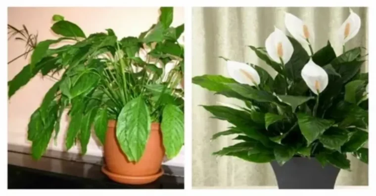 spathiphyllum fane etravive