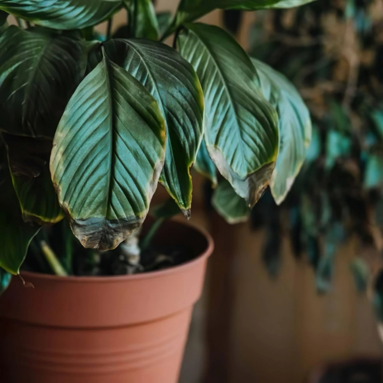 spathiphyllum feuilles molles tombantes pot plastique lumiere fenetre