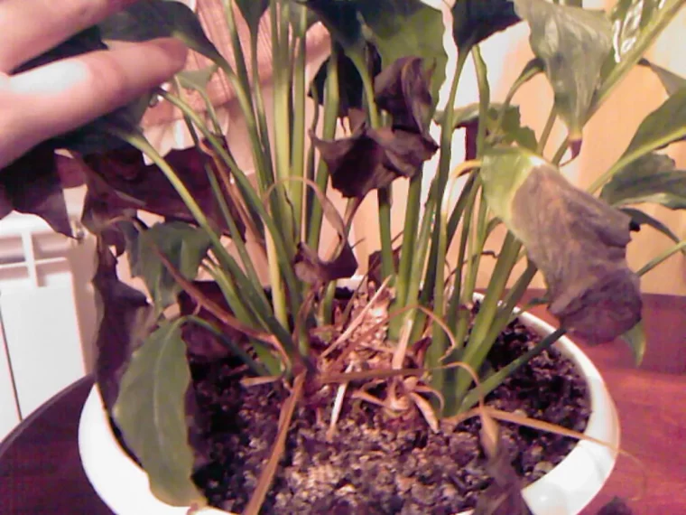 spathiphyllum mort