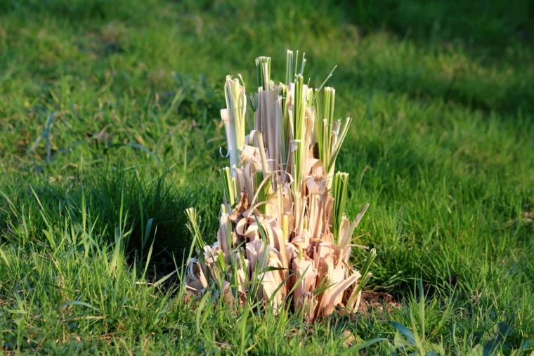 taille herbe de la pampa jeunes pousses gazon pelouse verte