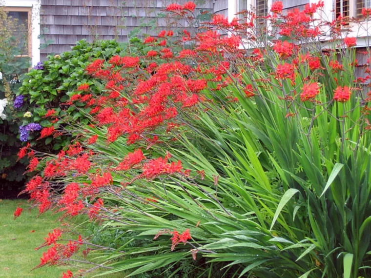 touffe decrocosmias devant unehaie de cepres