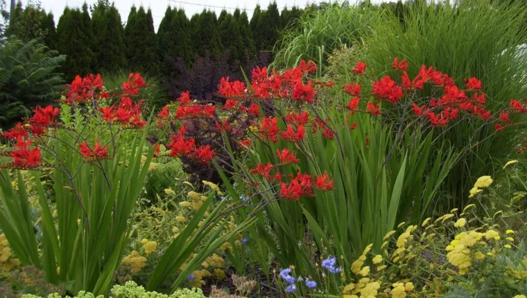 touffe decrocosmias devant unehaie de cepres