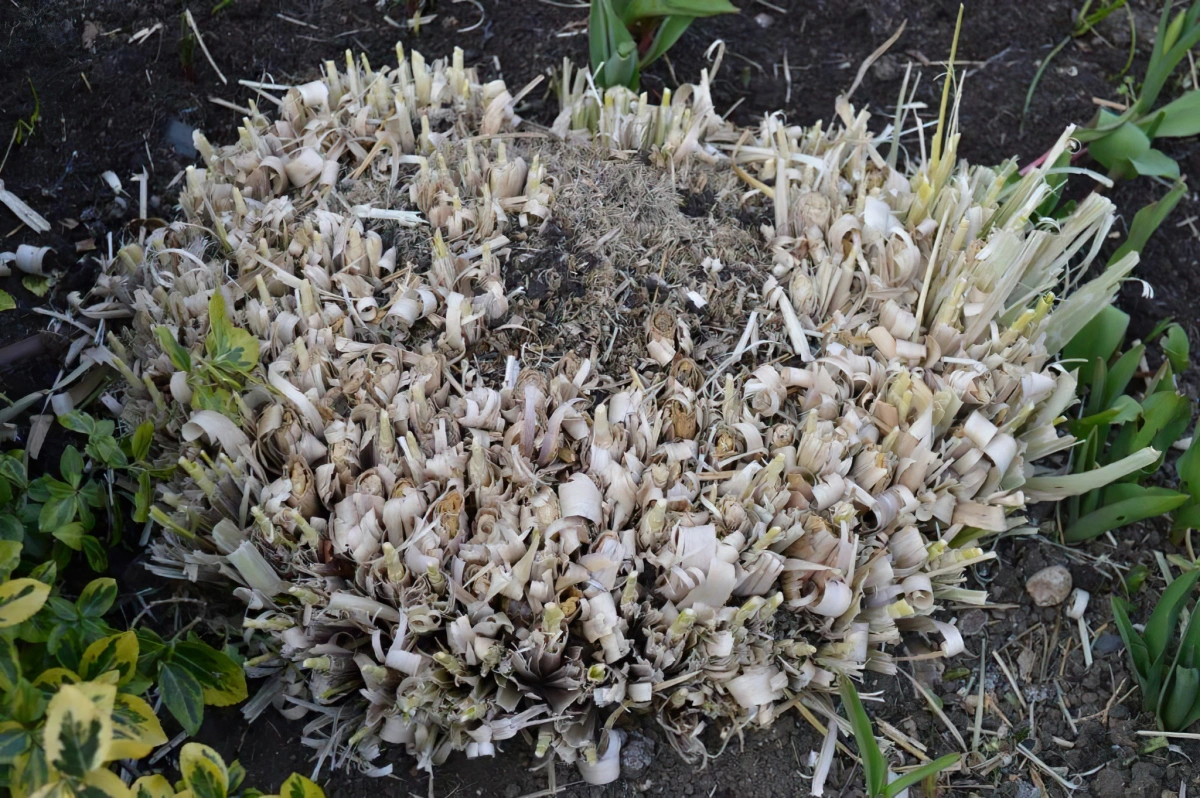 touffe graminee pampas taille couvre sol grimpante plante jardin