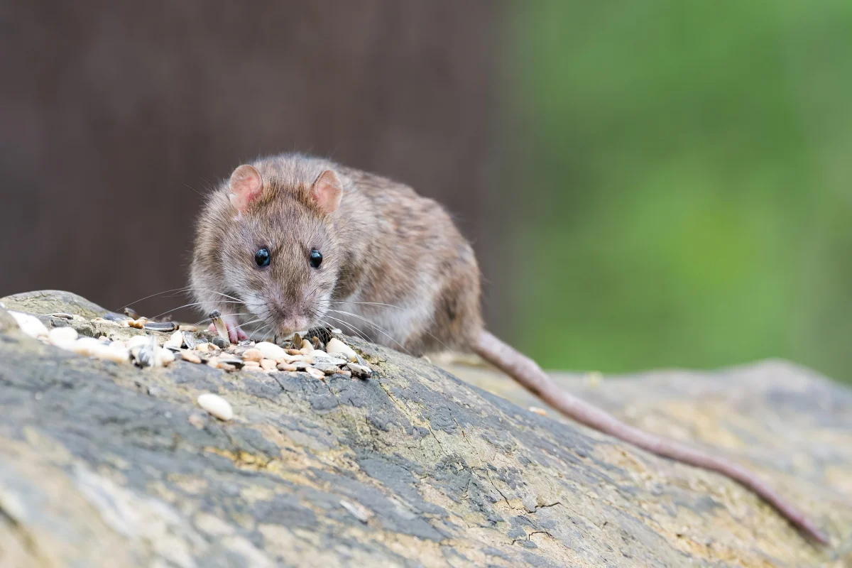 tuer des rats avec du sel pierre nature rongeur