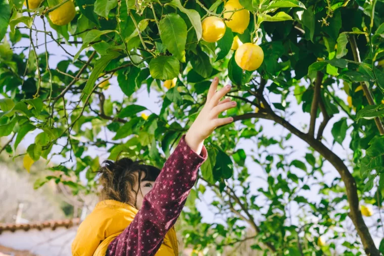 uneenfant touche unfruit decitronnier