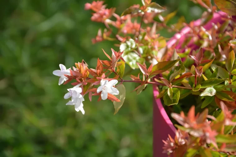 abelia en pot pour la terrasse fleurs blanches feuilles rouges