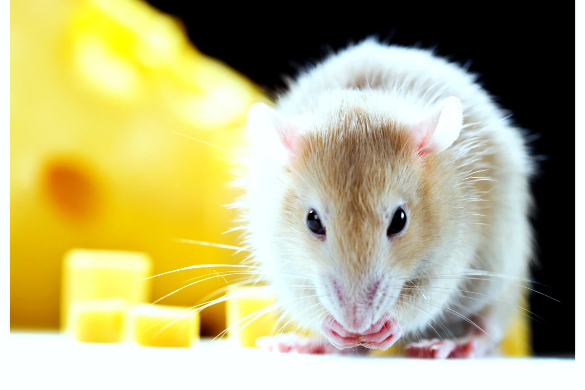 aliments qui tue un rat fromage jaune