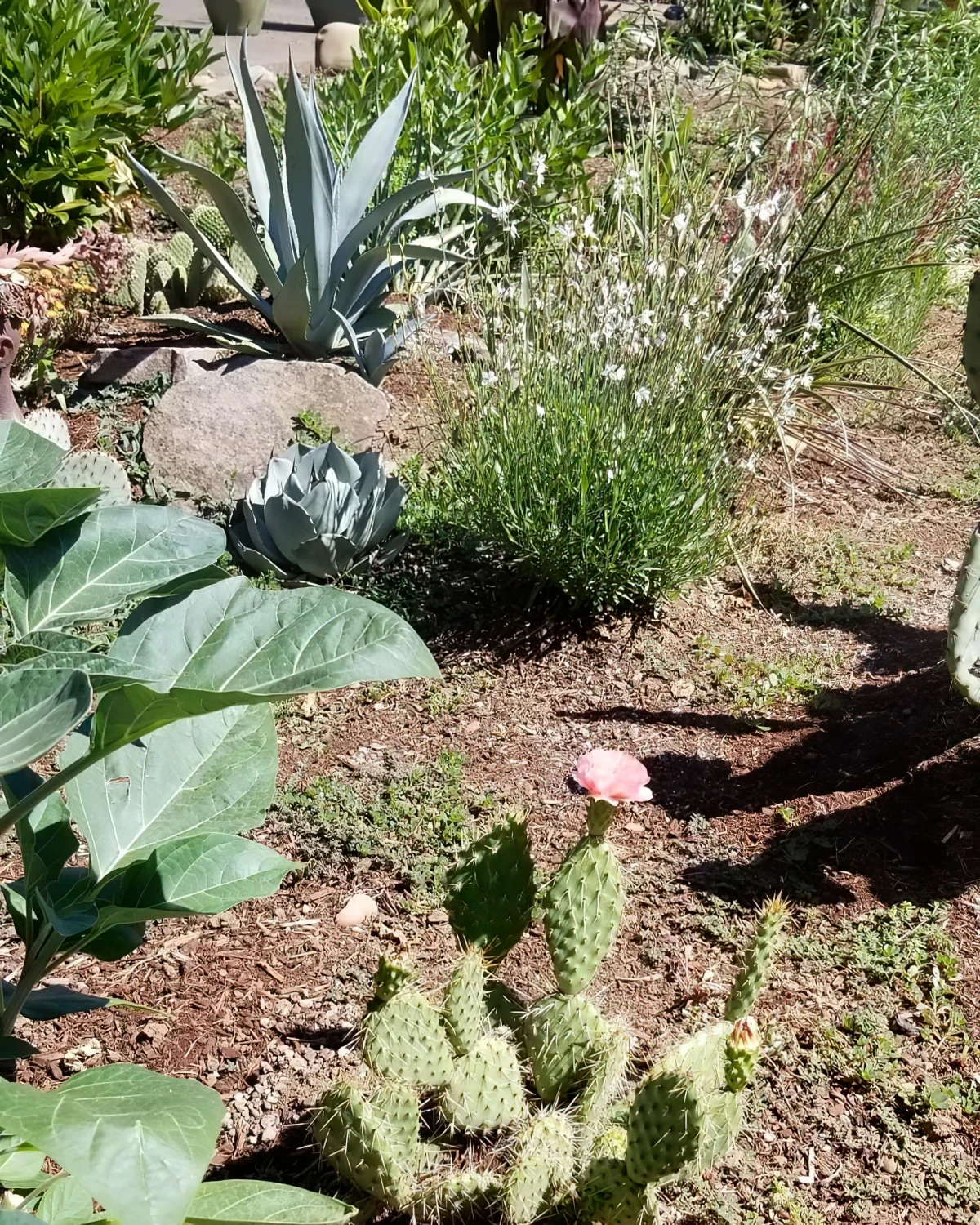 amenagement paysager rocaille xeriscape aloe vera cactus fleur rose gaura