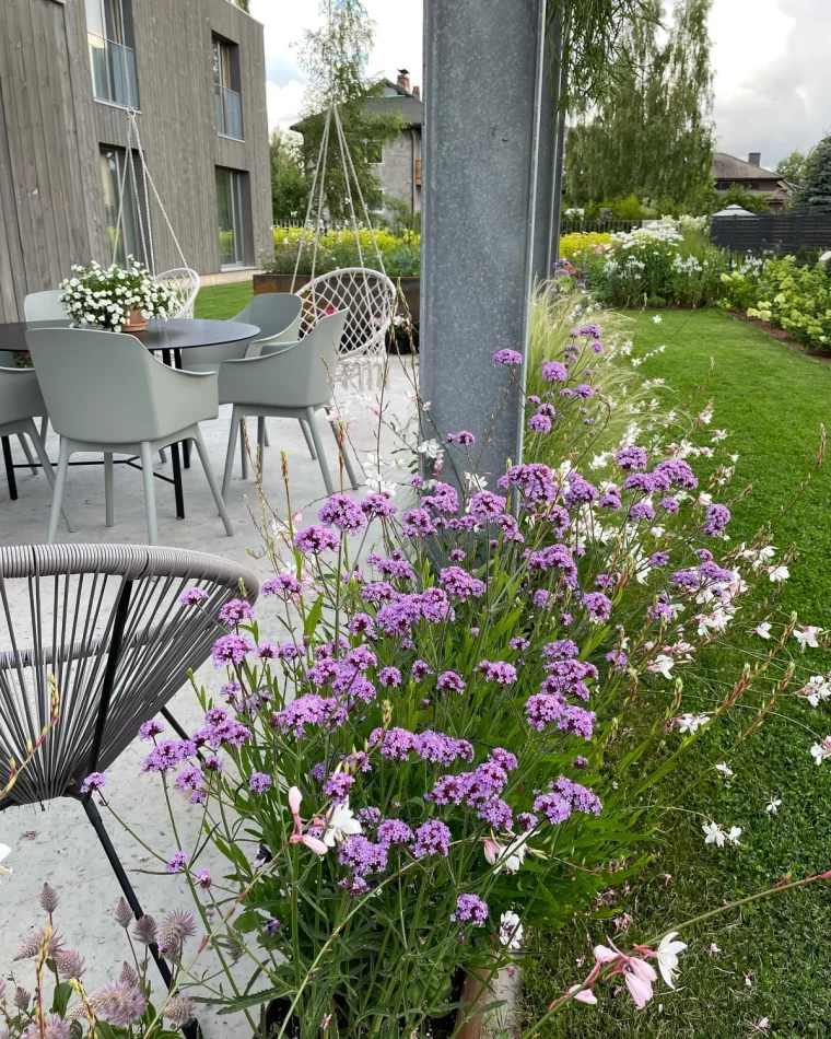 amenagement paysager verveine de buenos aires et gaura blanc pelouse