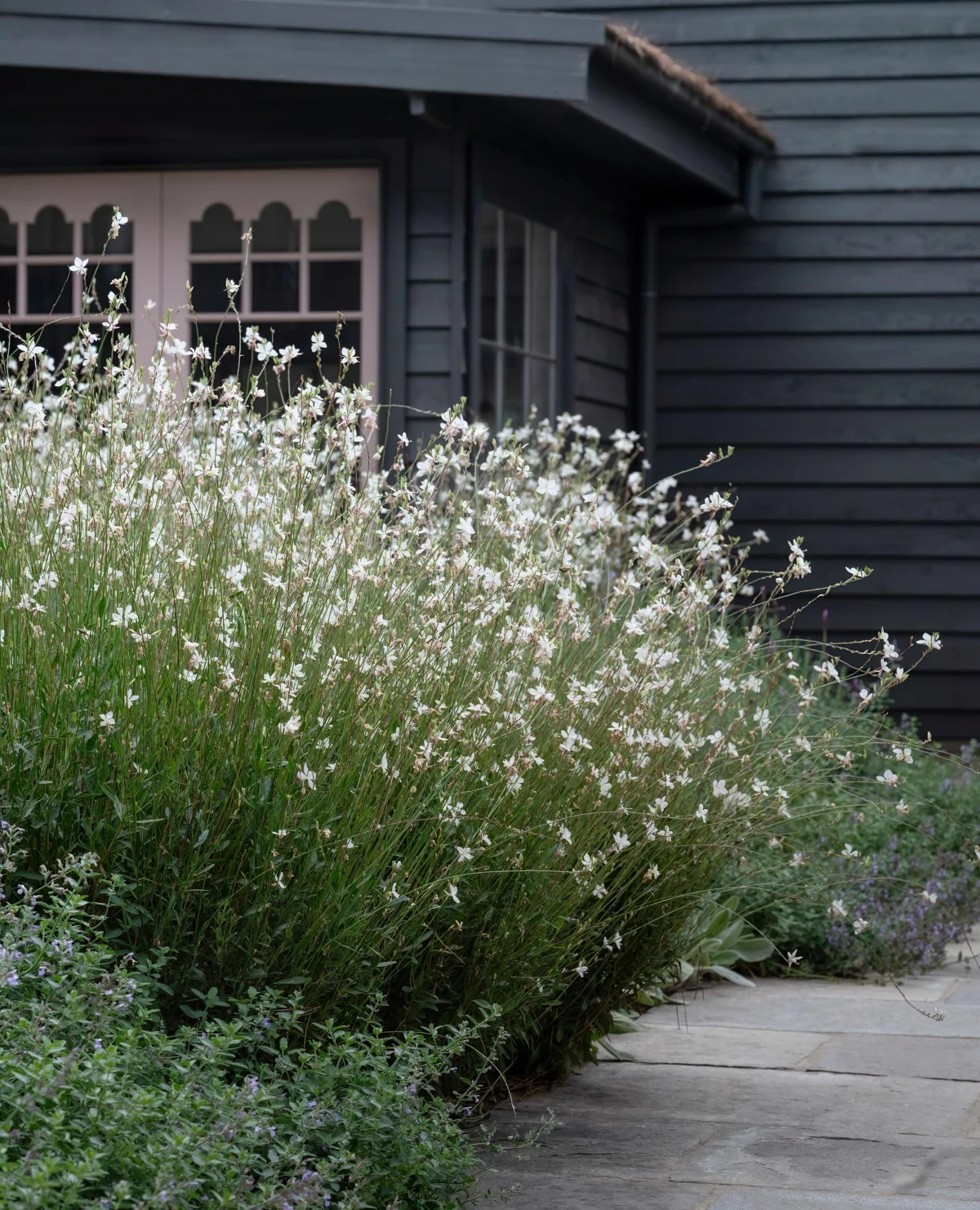 arbuste vivace hauteur fleurs blanches facade maison panneaux noirs