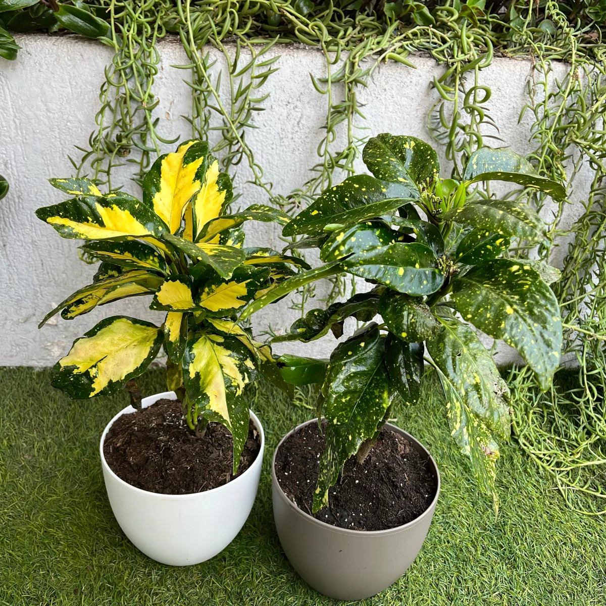 aucuba japonica plantes vertes en pot bordure de jardin