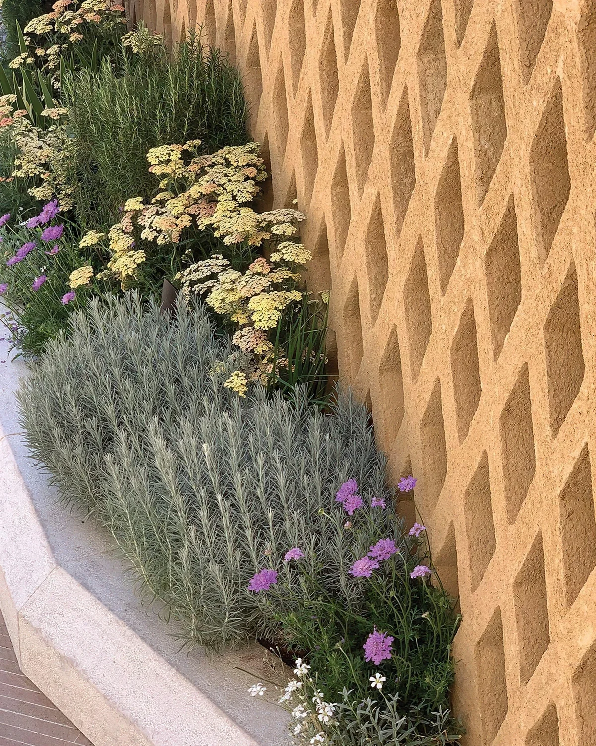 bordure beton plantes vivaces odorantes sauge gaura blanc