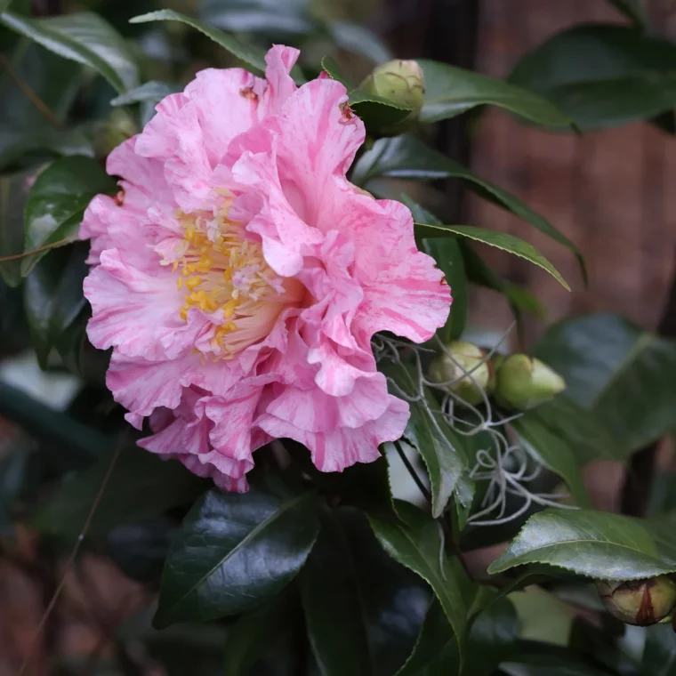 camelia du japn plantation et entretien fleurs roses feuilles vertes brillantes